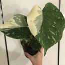 산내들팜 | [8/31] 심폴 생생 구매 후기 🌱💚💯 (수국_32, 상록으아리, 앨리스팜 무늬몬스테라)