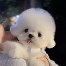 멈미스 이미지