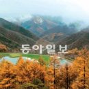 들꽃생명 티스토리