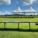 stadium of dogs 이미지