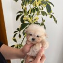 구미강아지분양 애견미용 마마스미독 | 광주 강아지 애견샵 마마스미독 광주봉선점 빛나요