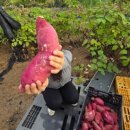 37.5하남미사점 | 퉁퉁이 탈출일지(6) - 미사 뱃살 무한람스 두 달 후기ㅣ돼지파티 후 인바디 변화