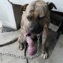 영주축협동물병원 이미지