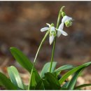 스노우드롭 이미지