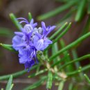 로즈마리 이미지