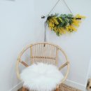 포시랍개 이미지