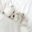 데스티니 퍼피 이미지