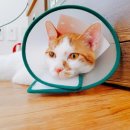 한수풀동물병원 이미지