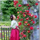 일랑이다 이미지