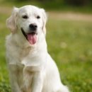 야옹아멍멍해봐(두정점) 이미지