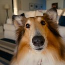 최영민 동물의료센터 이미지