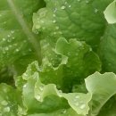 천태농장 이미지