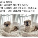착한강아지 이미지