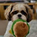 큰마음동물메디컬센터 이미지