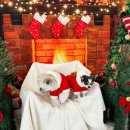 도그다움 이미지