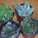 광영농장 이미지