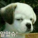 파트라슈 이미지