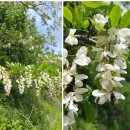 지리산명성농원 이미지