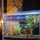 안산서초등학교 앞 이미지