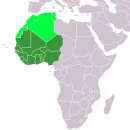 [개론] 그리오 (Griot) : 서-아프리카의 전통적 음유시인 계급 이미지
