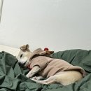 루댕프 Daum카페