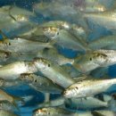 회동농장 이미지