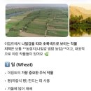 (주)대신택시 | Day 5. 이집트 신혼여행 🇪🇬 아스완 아부심벨 프라이빗 택시 후기 (지성투어)