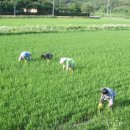 복합영농 이미지