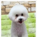 토비애견미용 이미지