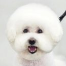 디그루밍 이미지