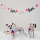 아모르 펫 살롱 이미지