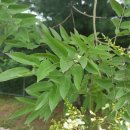 조경기능사(실기) 이미지