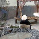 판다곰 이미지