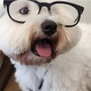 시력 테스트 들어가볼까요? 이미지