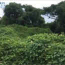 일과리-1 이미지