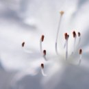 봄의기운 이미지