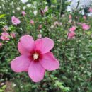 바다향기 이미지