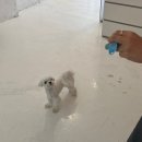 하비펫샵 이미지