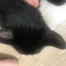 24시스마일동물의료센터동물병원 이미지