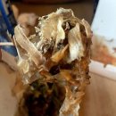 봉천역 타코야끼 찐맛집 다양한 종류가 있는 포장,배달 전문 문타코야끼 봉천본점 솔직후기