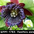 시계초의 내한성 耐寒性 (hardiness) 이미지