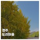 하늘비단마을(도리) | [TRAVEL]경주 도리마을 은행나무숲 가을 단풍 명소 실시간 지도 주차 꿀팁