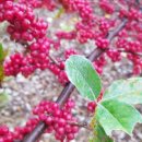 영용농장 이미지