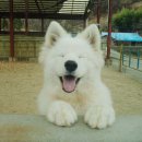 알곡켄넬 이미지