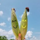 조롱고개농장 이미지