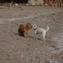 바다쪼개 이미지