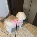 퇴촌남종통합보건지소 | 일주일 내내 벚꽃구경 ˚₊·—̳͟͞͞♡