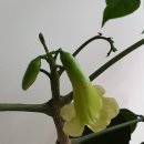 행복나무 이미지