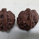 귀족호도 이미지