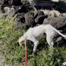 출장펫쌀롱 빙구네 이미지